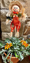 Load image into Gallery viewer, Gazania potted plant with Scarecrow
