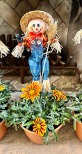 Load image into Gallery viewer, Gazania potted plant with Scarecrow
