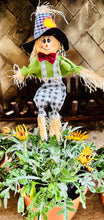 Load image into Gallery viewer, Gazania potted plant with Scarecrow
