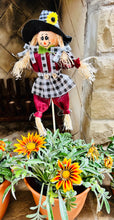 Load image into Gallery viewer, Gazania potted plant with Scarecrow
