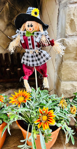 Gazania potted plant with Scarecrow